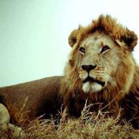 Среда обитания льва, образ жизни, размножение и питание