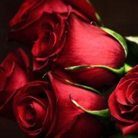 Сонник: к чему снится Роза Означает во сне красные розы